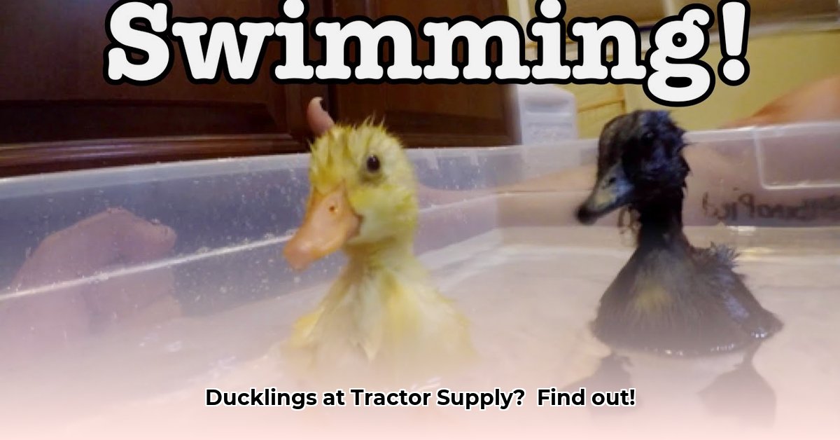 duckling-tractor-supply-ducks